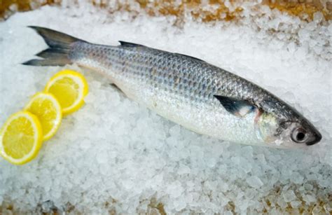 Australian Mullet Fish Delivery Adelaide Adelaide Seafood