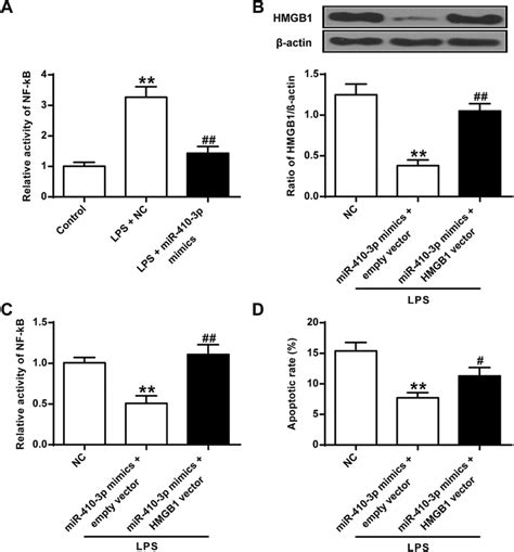 Mir P Regulates The Nf B Pathway Via Hmgb A Effect Of