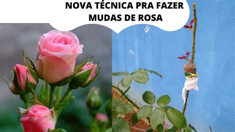 Como Fazer Mudas De Rosas De Sucesso Aprenda Youtube