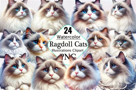 Watercolor Ragdoll Cats Clipart Graphic By Svgart Creative Fabrica