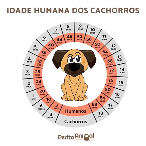 Como Calcular A Idade Humana De Um C O Descubra O Roletinha Net E Suas