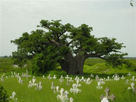 Baobab De Joal Fadiouth Au Sénégal Baobab Arbre Paysage Dafrique