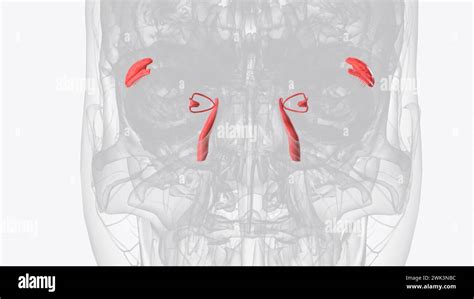 The lacrimal apparatus is the system responsible for the drainage of ...