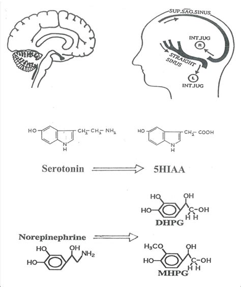 Schematic Representation Of The Investigation Of Human Brain