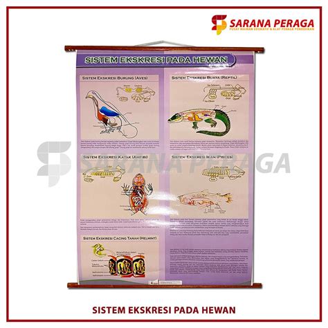 Jual SaranPeraga Carta Poster Gambar Sistem Ekskresi Pada Hewan