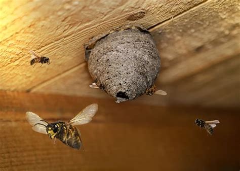 Nido Di Vespe In Casa Cosa Fare Lavorincasa It