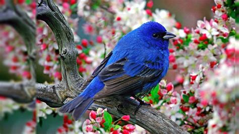 Spring Flowers and Birds Wallpapers - Top Free Spring Flowers and Birds Backgrounds ...