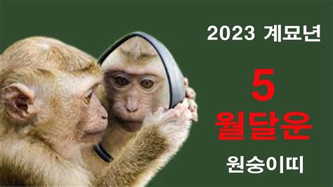 2023년 원숭이띠 5월달 운세 20세 2004년갑신생 32세 1992년임신생 44세 1980년경신생 56세 1968년무신생 68세 1956년병신생 80세 1944년갑