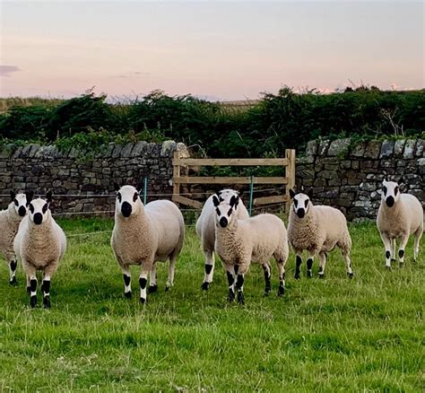 Sheep For Sale Kerry Hill Sheep Society