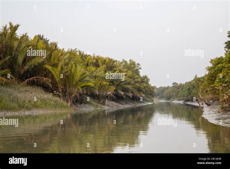 World Largest Mangrove Forest Sundarbans Of Bangladesh Part Stock Photo