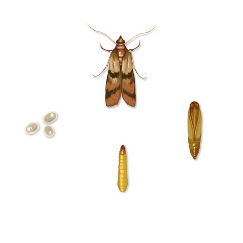 Indian Meal Moth Life Cycle