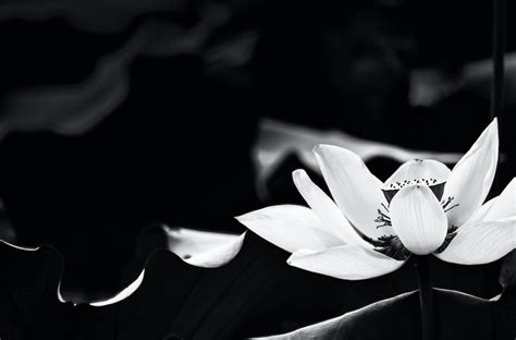 Black And White Lotus Flower Pictures, Photos, and Images for Facebook ...