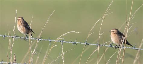 Whinchat Croston Moss Lancs UK LPA 0520 Kestrel2694 Flickr