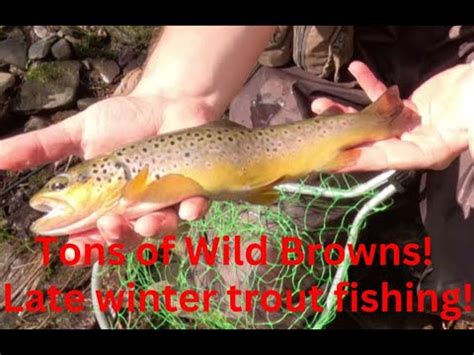 Wild Brown Trout Everywhere PA Trout Fishing 2024 EpII YouTube