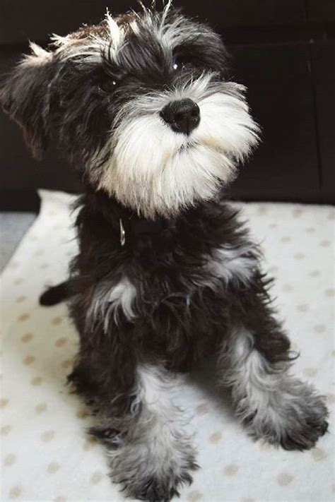 Black and white mini schnauzer puppy | Mini schnauzer puppies, White ...