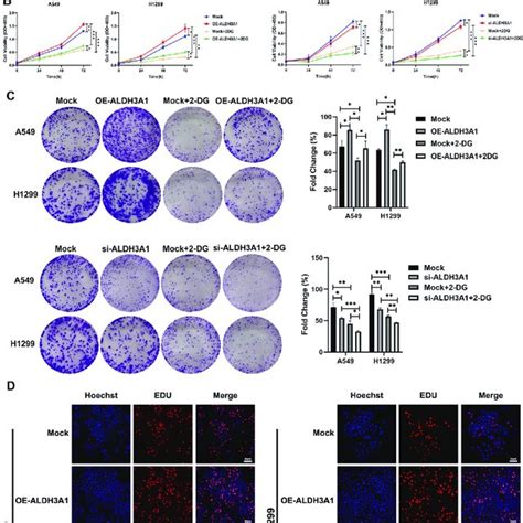 Aldh A Promotes Cell Proliferation Via Enhancing Glycolysis In Nsclc