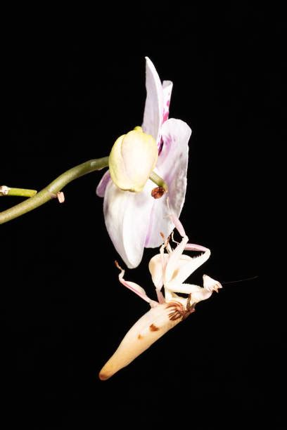 500 Orchid Mantis Insects Stock Photos Pictures And Royalty Free Images