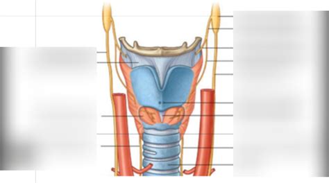 6 2 Diagram Larynx Innervation Diagram Quizlet