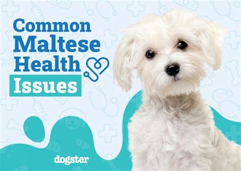 12 Common Health Problems in Maltese Dogs: Vet-Reviewed Illnesses ...