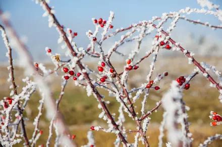 15 Gardening Tips For January Garden Tips Garden Centres Canada