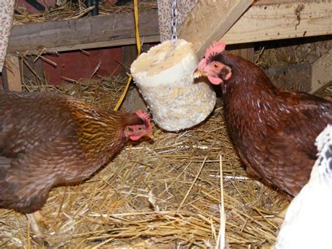 Diy Flock Block Recipe For Chickens Homemade Peck Block The Happy