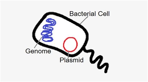 Bacterial Genome