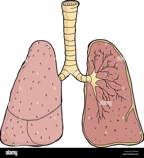 Cross Section Of The Lungs Hi Res Stock Photography And Images Alamy