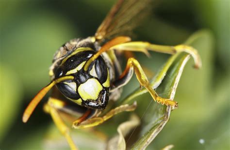 Pest Talk Paper Wasps And Yellow Jackets Proactive Pest Management