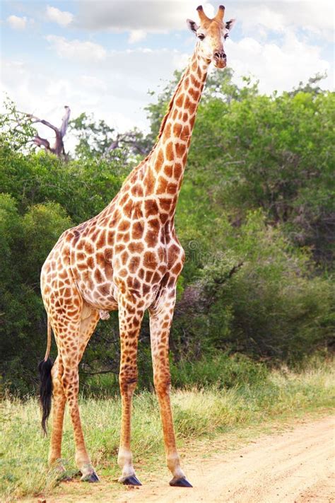 80,842 Giraffe Stock Photos - Free & Royalty-Free Stock Photos from ...