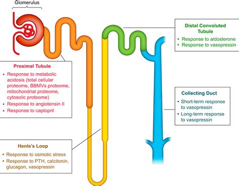 From Molecules To Mechanisms Functional Proteomics And Its Application