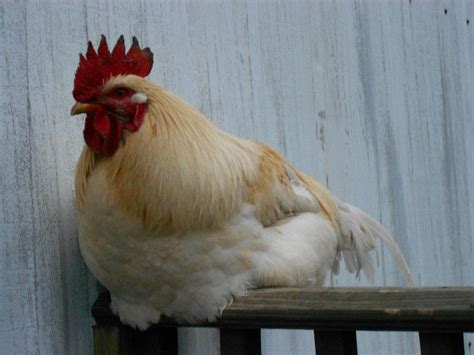 What breed is this rooster...So all of these Miller's Champion Brown ...