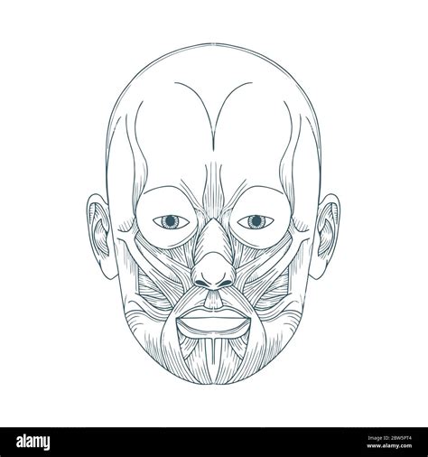 Anatomie Des Menschlichen Kopfes Handgezeichnete Anatomie Des