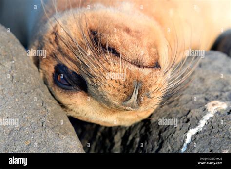 Sleeping sea lion Galapagos Islands Stock Photo - Alamy