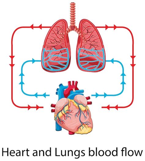 Diagrama Que Muestra El Flujo Sanguíneo Del Corazón Humano Vector Gratis