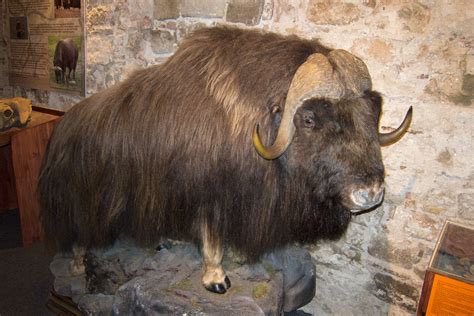 Filemusk Ox Barcelona