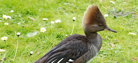 Hooded Merganser - Sea Duck Joint Venture