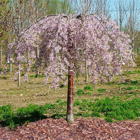 Pink Snow Showers Weeping Cherry Tree 6 7 Ft Weeping Cherry Tree