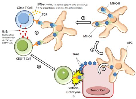 Bioxcell Cd T Cd T