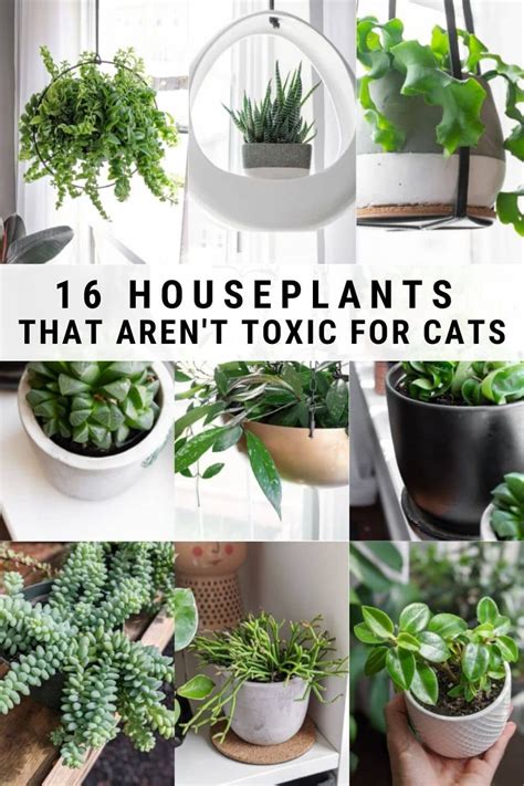 16 Non Toxic Plants For Cats To Add To Your Houseplant Collection Now