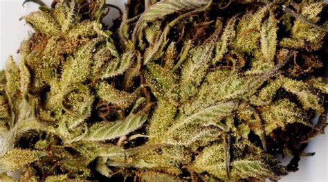 marijuana-strains | Grow Marijuana Training Schools