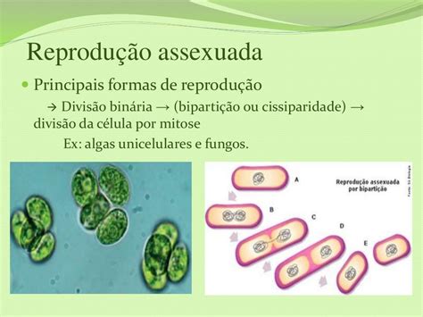 Reproducao Sexuada E Assexuada - 9