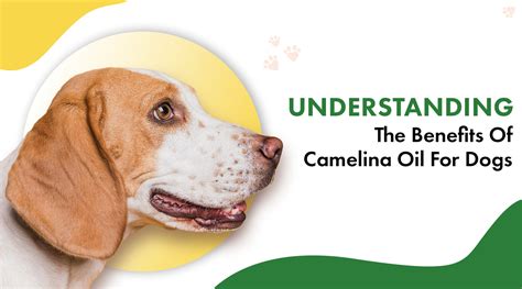 Camelina Oil for Dogs: Discover the Health Benefits and Uses / Camelina ...