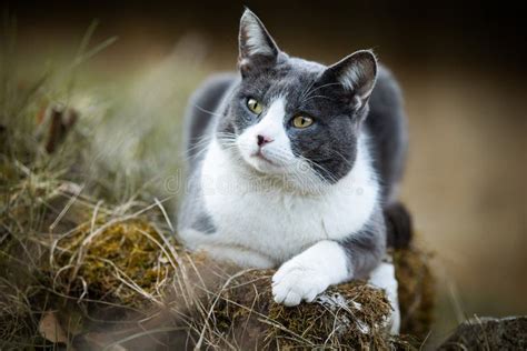 domestic cat  nature background stock photo image  feline lying