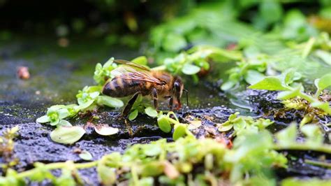 Bienenfreundlicher Garten Tipps Wie Sie Bienen Helfen