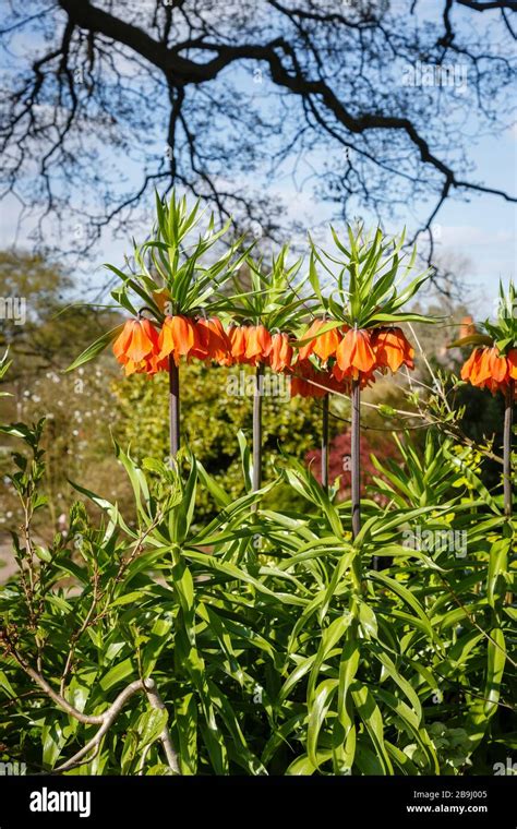 Crown Imperial Maxima Lutea Hi Res Stock Photography And Images Alamy