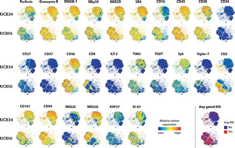 Frontiers Umbilical Cord Blood And Ipsc Derived Natural Killer Cells