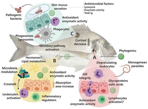 Phytogenic Bioactive Compounds Shape Fish Mucosal Immunity