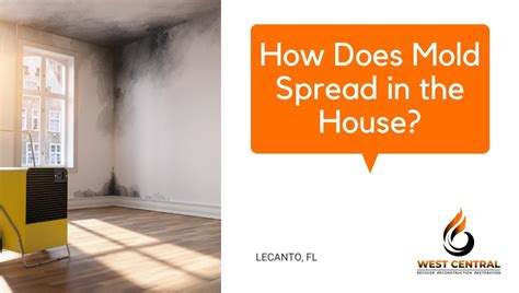 How Does Mold Spread In The House West Central Equipment And Restoration Lecanto Fl