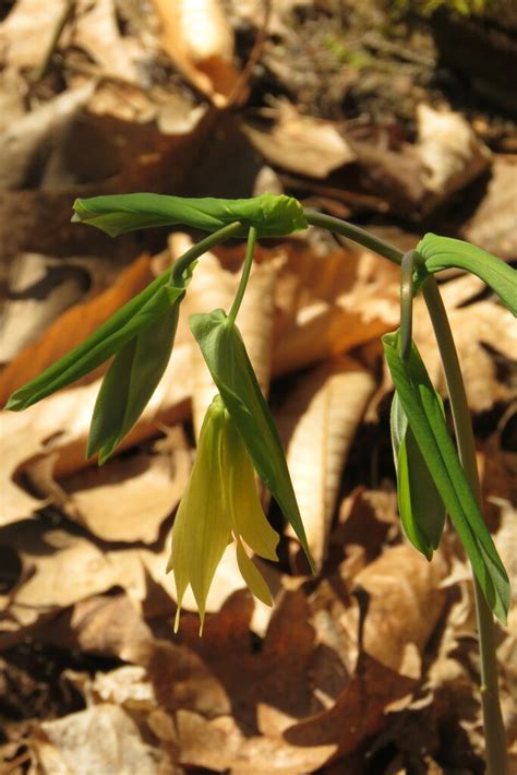 Largeflower Bellwort From Arms Forest Burlington VT 05408 USA On May