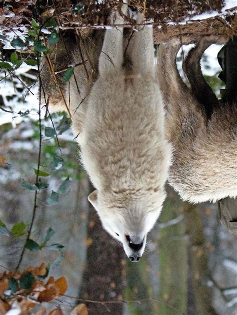 Natur Reizvolle Regionen Heulkonzert Im Wolfspark Werner Freund In